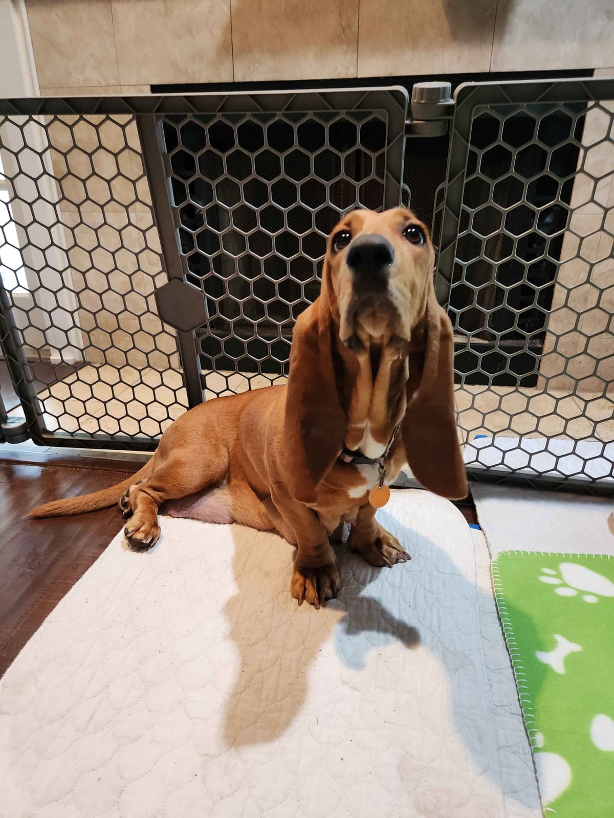 Basset Hound Puppies Champion bloodline breeder image 1
