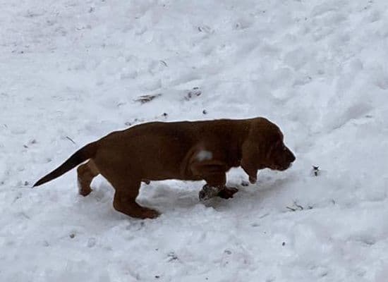 Basset Hound Puppies Champion bloodline breeder image 2