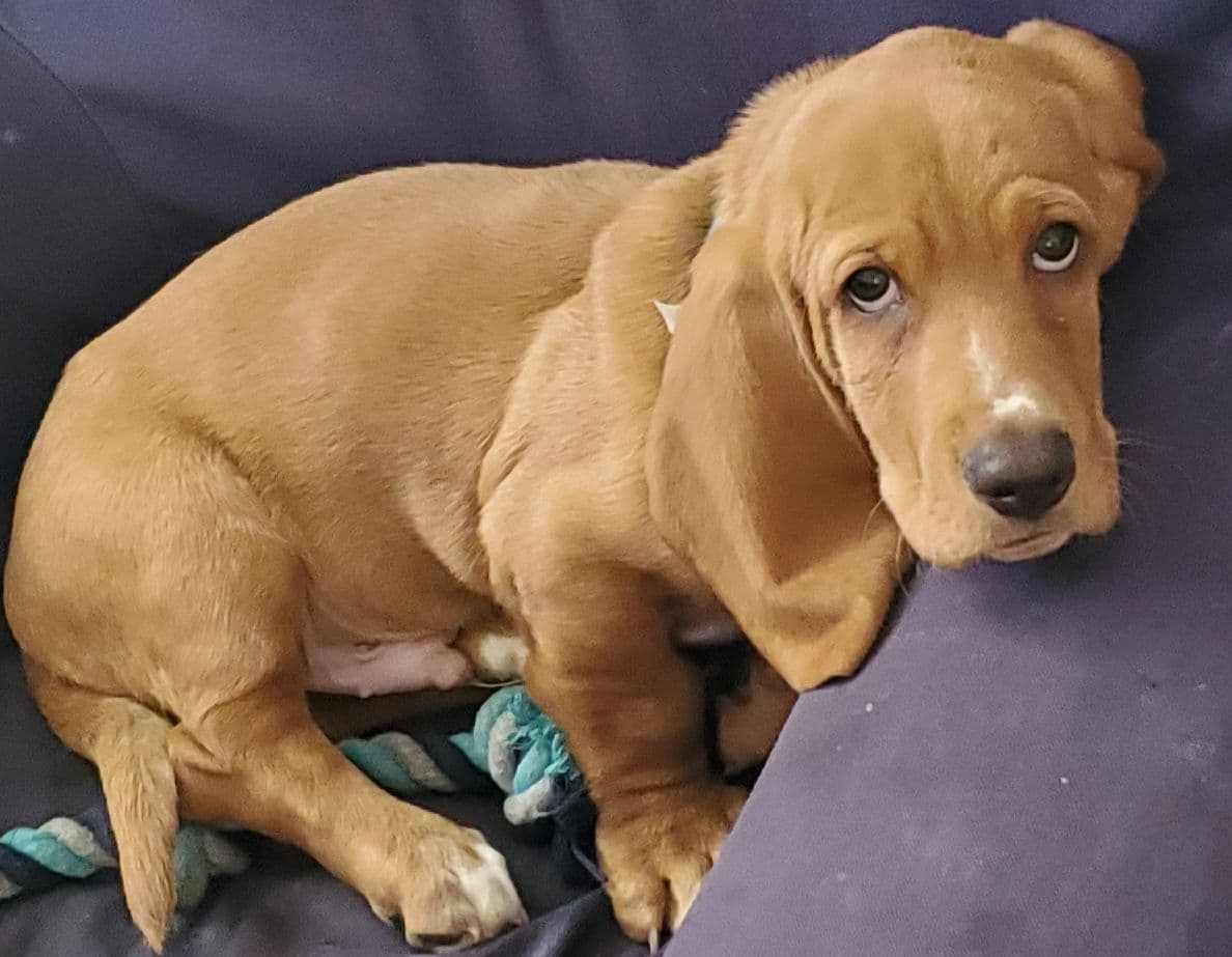 Basset Hound Puppies Champion bloodline breeder image 3