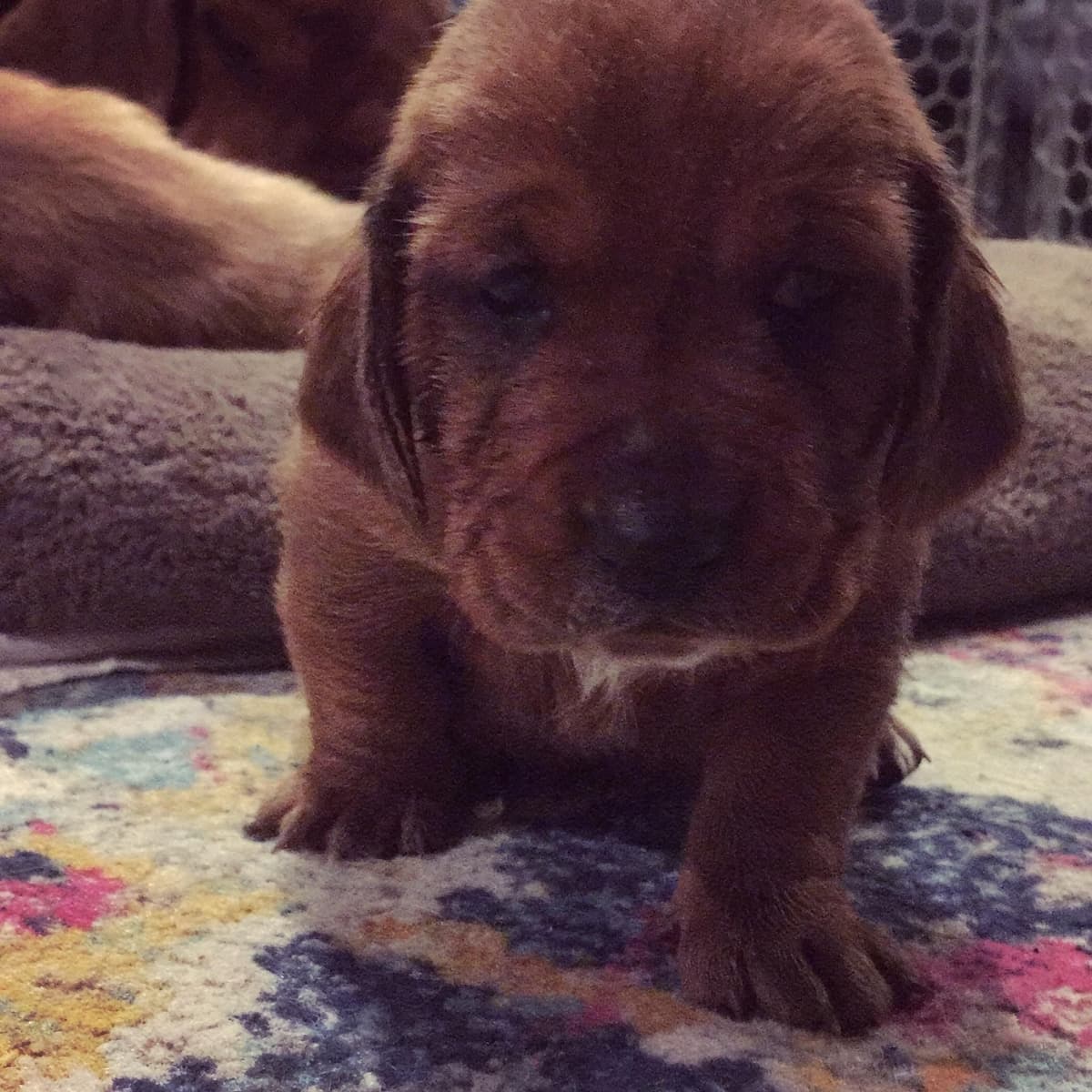 Basset Hound Puppies Champion bloodline breeder image 4