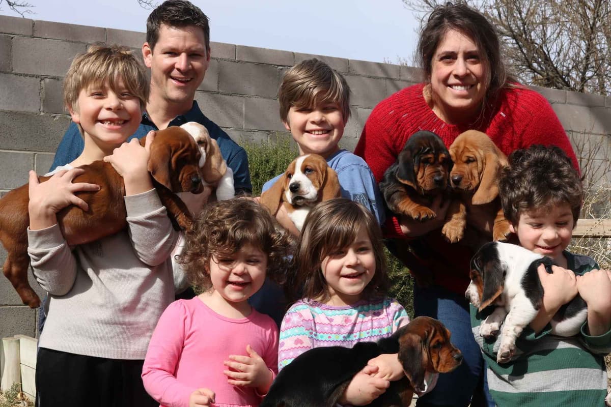 Basset Hound Puppies Champion bloodline breeder image 6