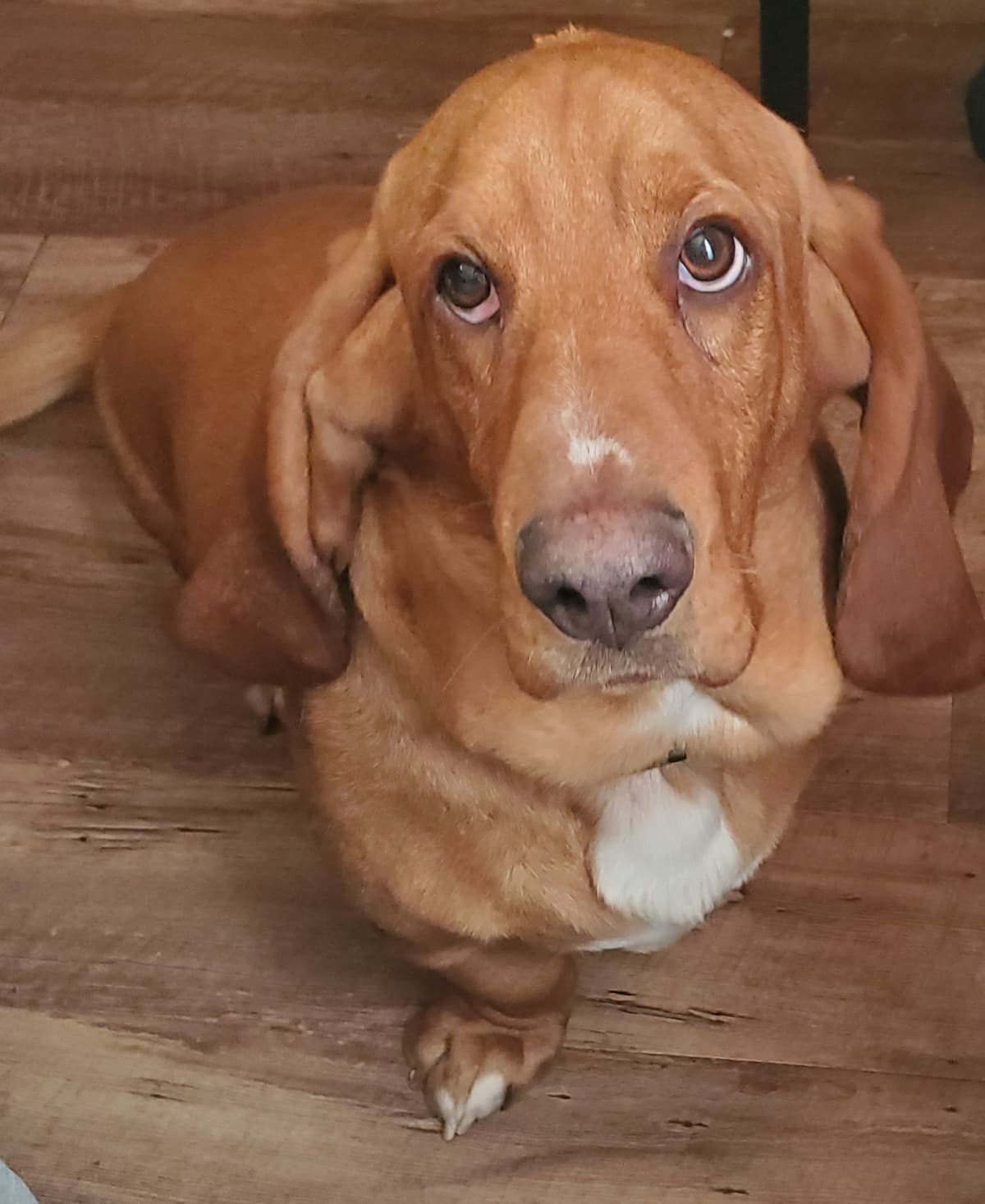 Basset Hound Puppies Champion bloodline breeder image 5