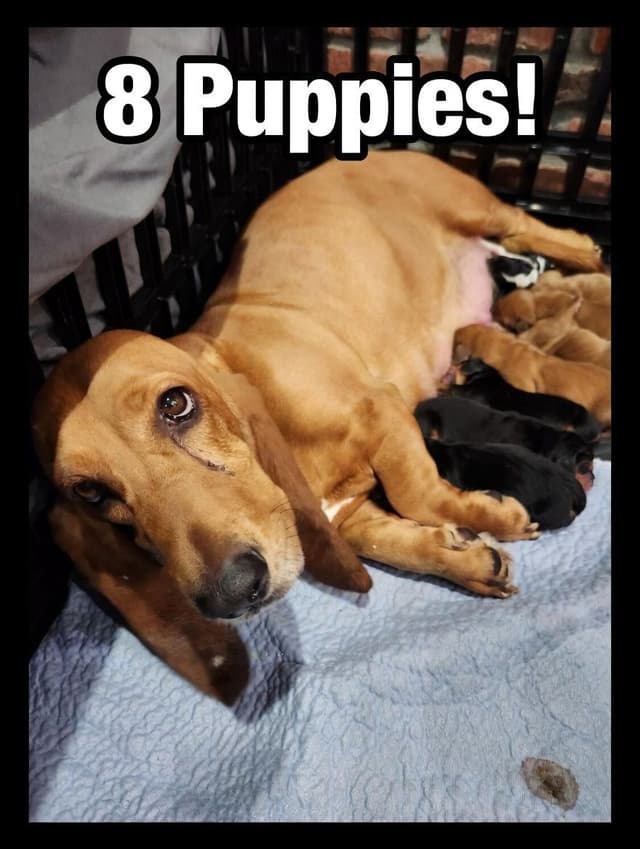 Basset Hound Puppies Champion bloodline media 8