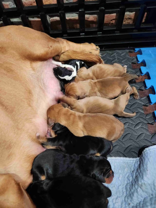 Basset Hound Puppies Champion bloodline media 9