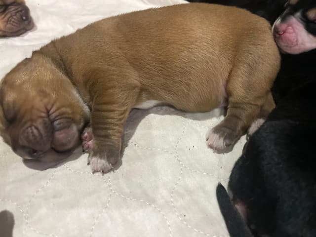 Basset Hound Puppies Champion bloodline media 10