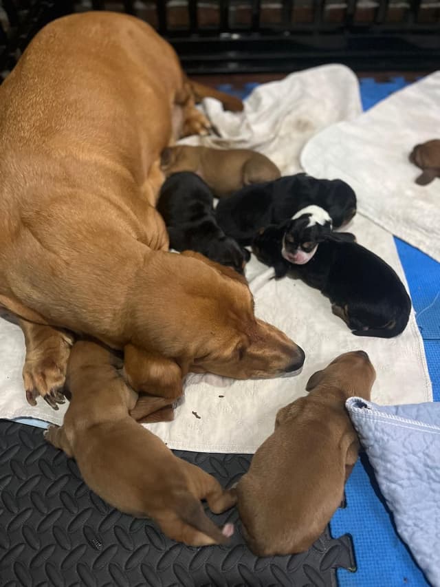 Basset Hound Puppies Champion bloodline media 11