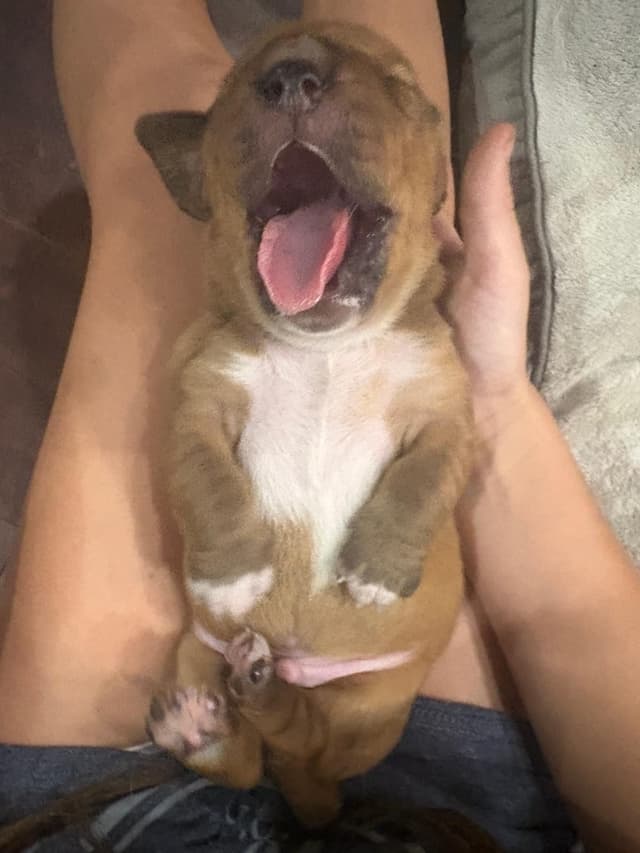 Basset Hound Puppies Champion bloodline media 7