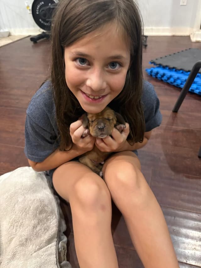 Basset Hound Puppies Champion bloodline media 12