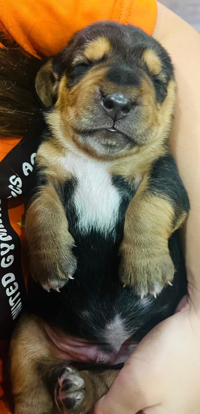 Basset Hound Puppies Champion bloodline media 13