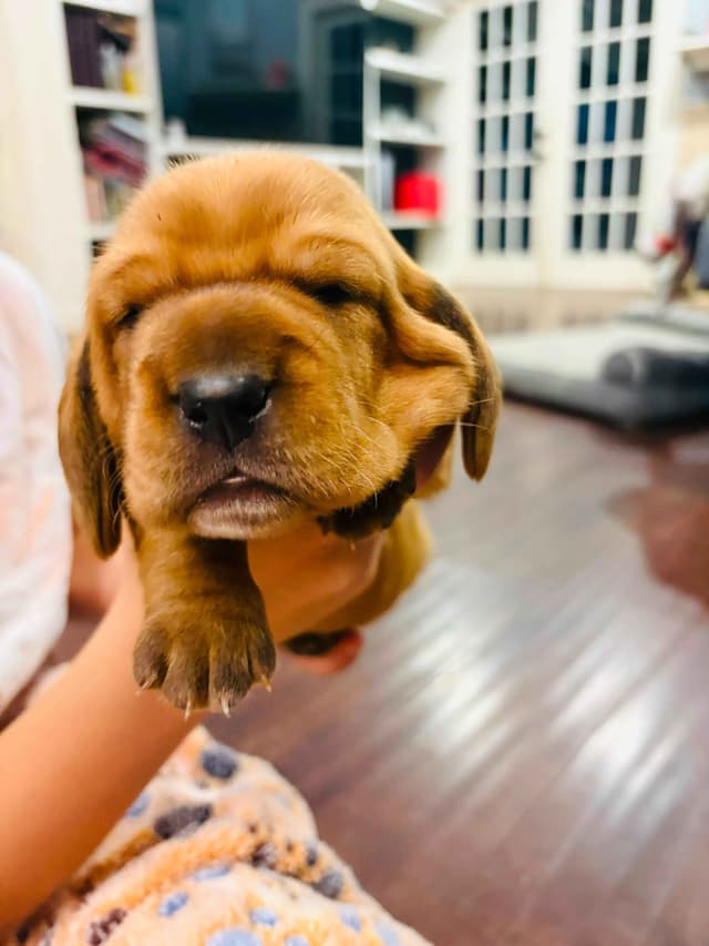 Basset Hound Puppies Champion bloodline media 15