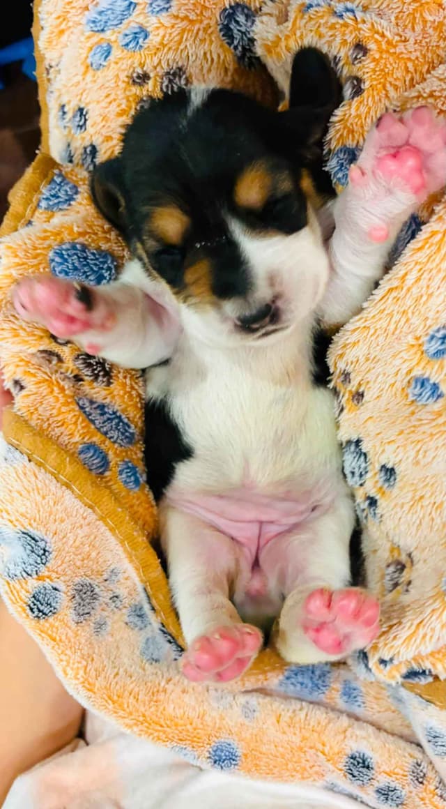 Basset Hound Puppies Champion bloodline media 16