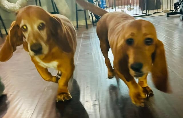 Basset Hound Puppies Champion bloodline media 17