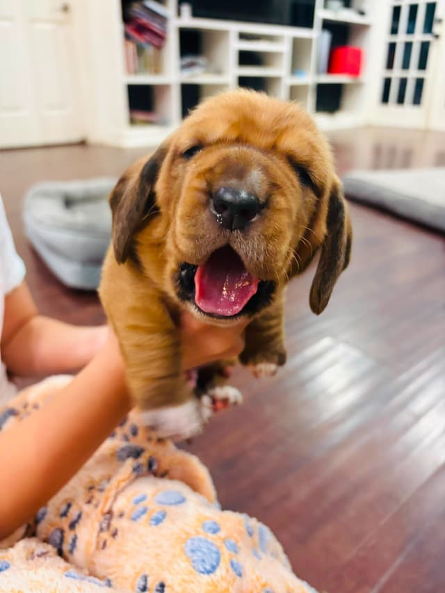 Basset Hound Puppies Champion bloodline media 6