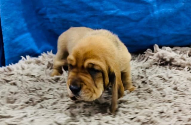 Basset Hound Puppies Champion bloodline media 2
