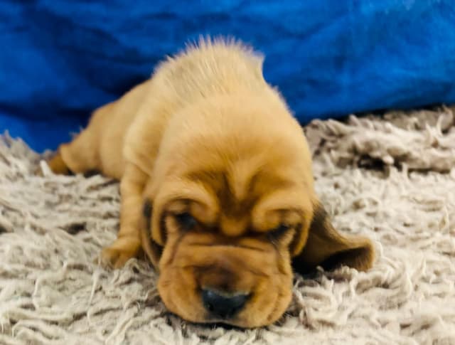 Basset Hound Puppies Champion bloodline media 4