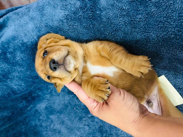 Basset Hound Puppies Champion bloodline media 19