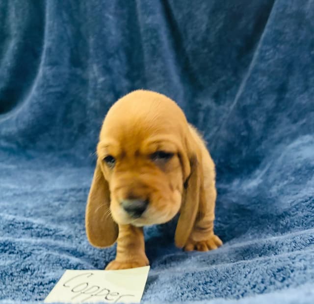 Basset Hound Puppies Champion bloodline media 18