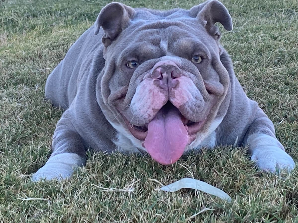 Bulldog Puppies breeder image 1