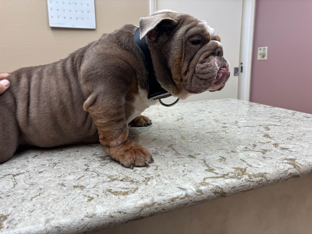 Bulldog Puppies breeder image 2