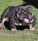 Bulldog Puppies media 4
