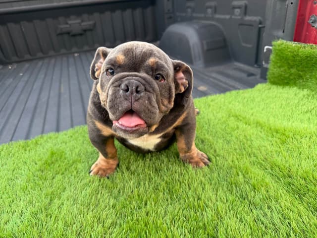 Bulldog Puppies media 2