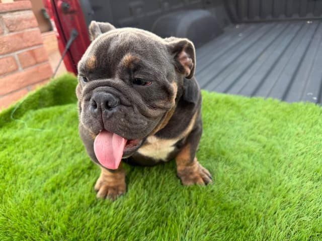 Bulldog Puppies media 3