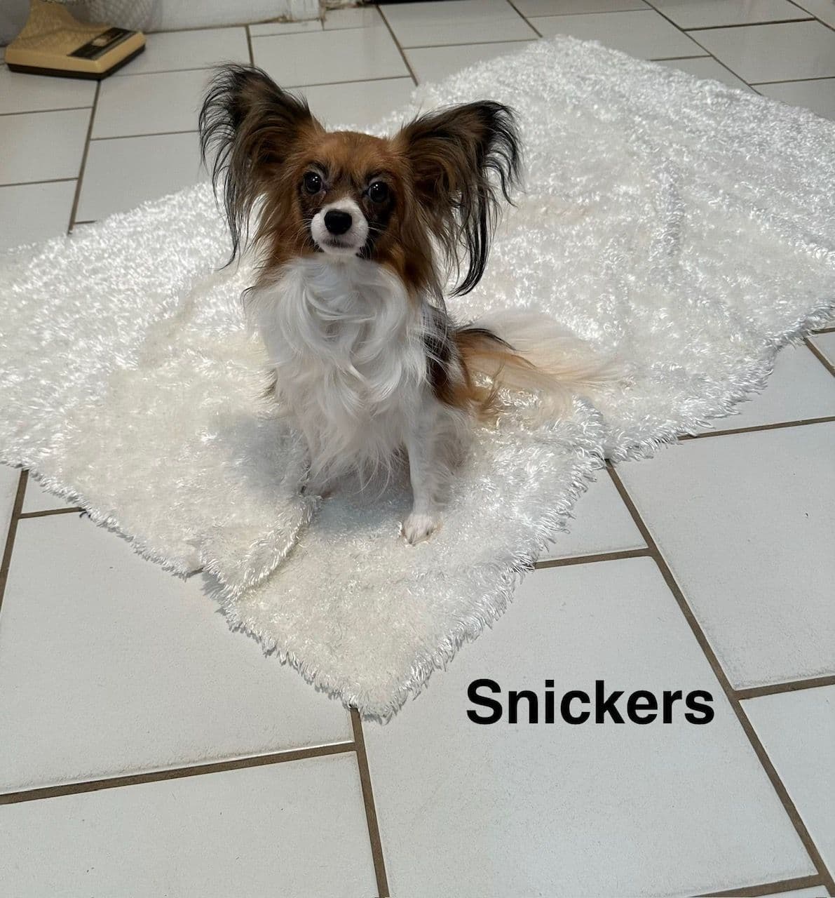 Papillon Puppies breeder image 1