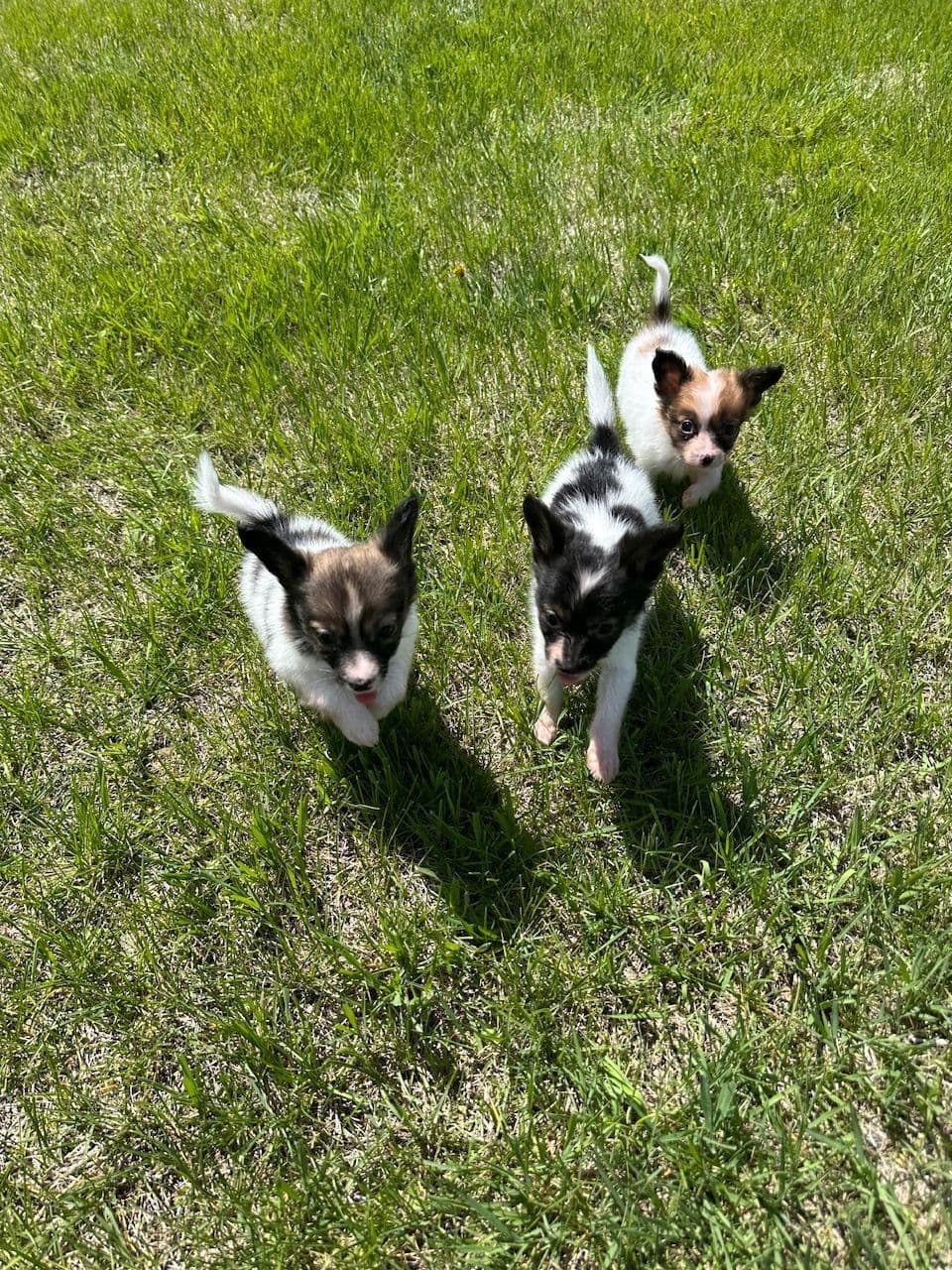 Papillon Puppies breeder image 2