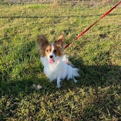 Papillon Puppies media 2