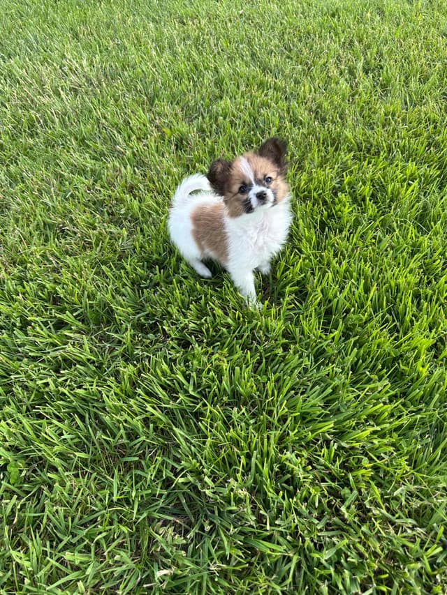 Papillon Puppies media 3