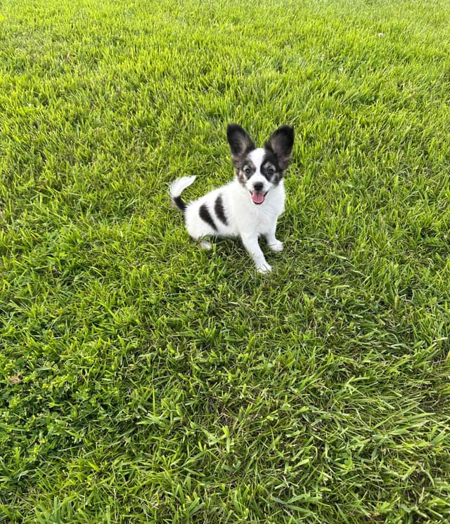Papillon Puppies media 4