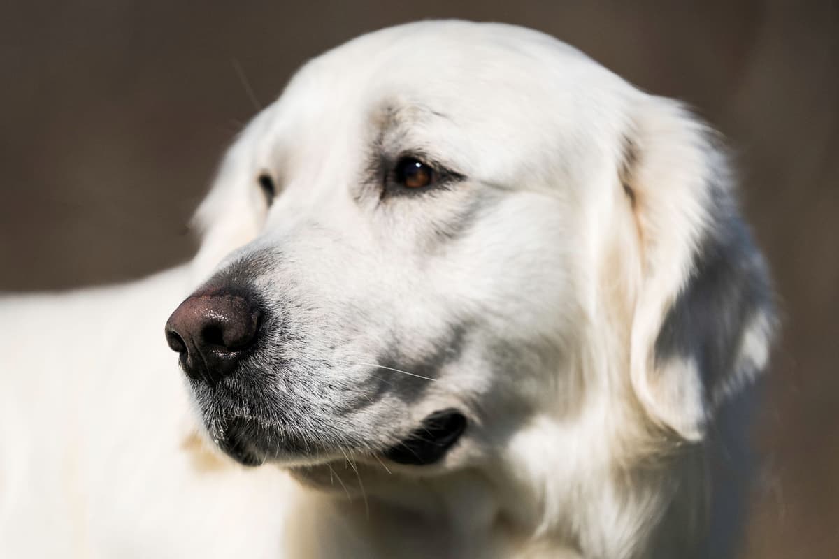 Family Raised Golden Retriever Puppies, OFA/CHIC Health Tested Parents breeder image 23