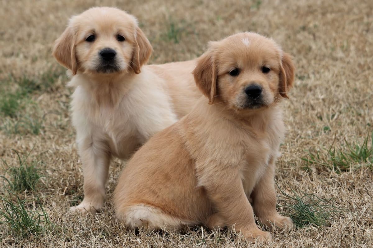 Family Raised Golden Retriever Puppies, OFA/CHIC Health Tested Parents breeder image 4