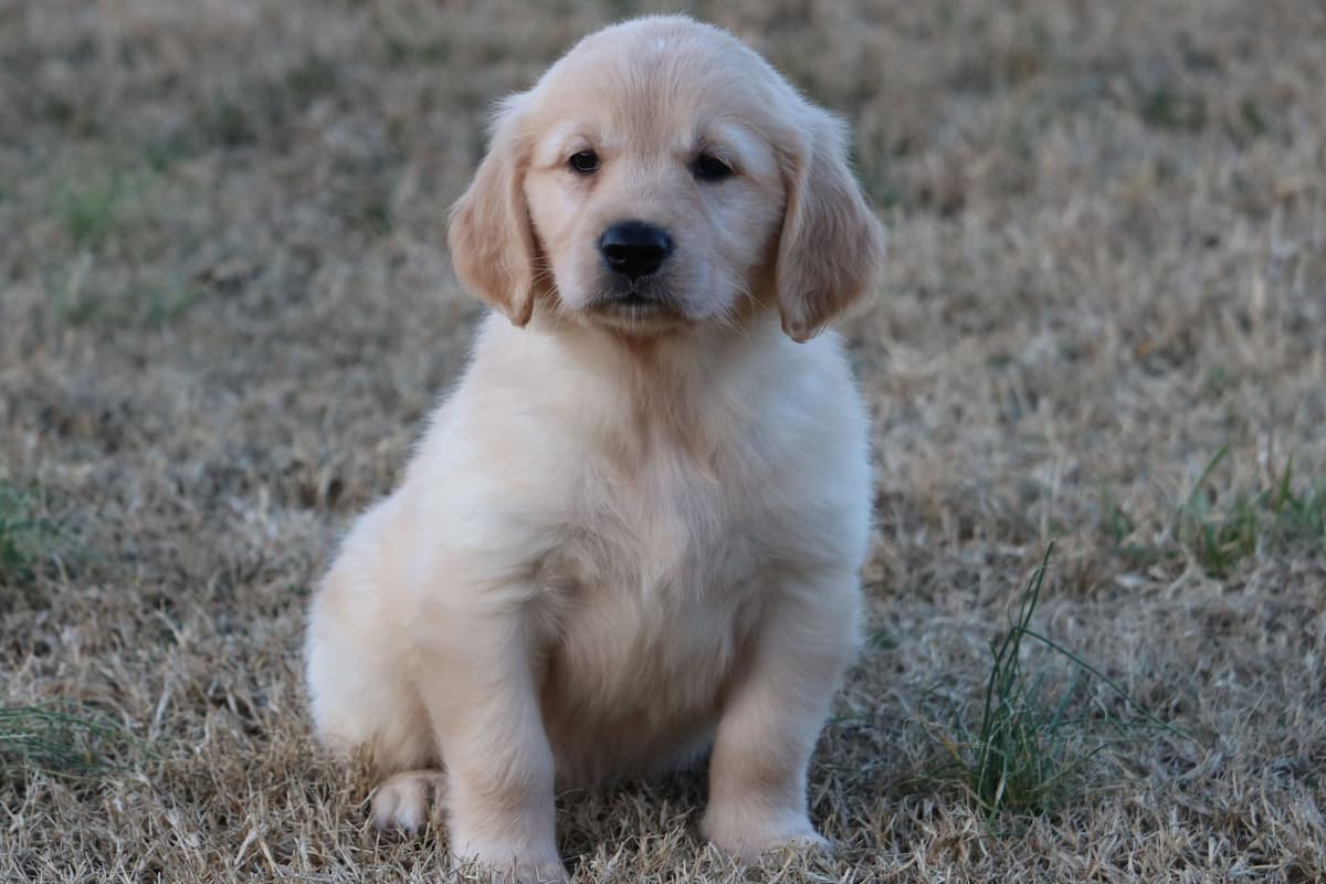 Family Raised Golden Retriever Puppies, OFA/CHIC Health Tested Parents breeder image 25