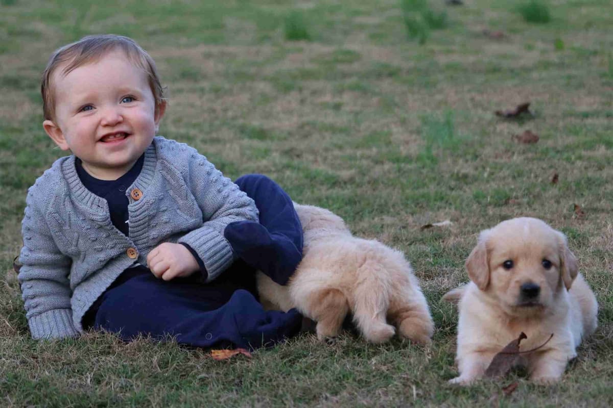 Family Raised Golden Retriever Puppies, OFA/CHIC Health Tested Parents breeder image 2