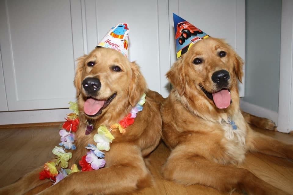 Family Raised Golden Retriever Puppies, OFA/CHIC Health Tested Parents breeder image 18