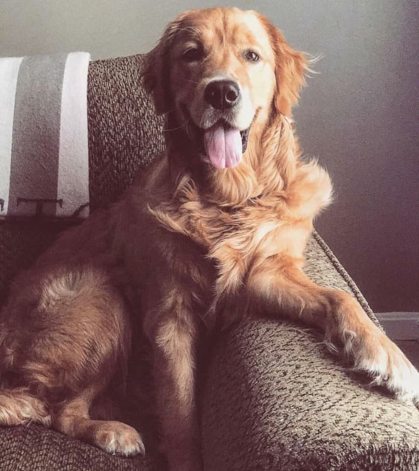Family Raised Golden Retriever Puppies, OFA/CHIC Health Tested Parents breeder image 15