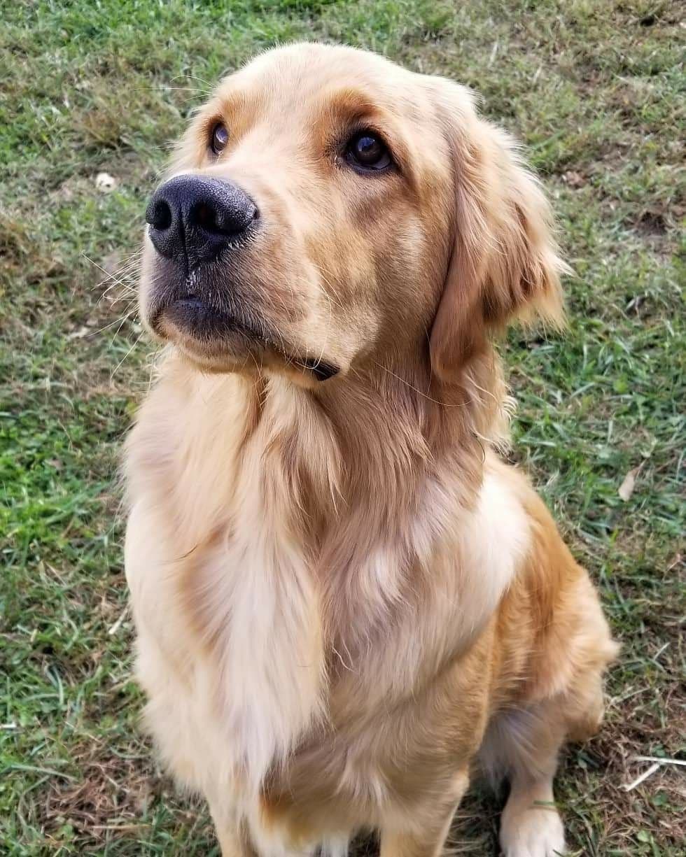 Family Raised Golden Retriever Puppies, OFA/CHIC Health Tested Parents breeder image 19