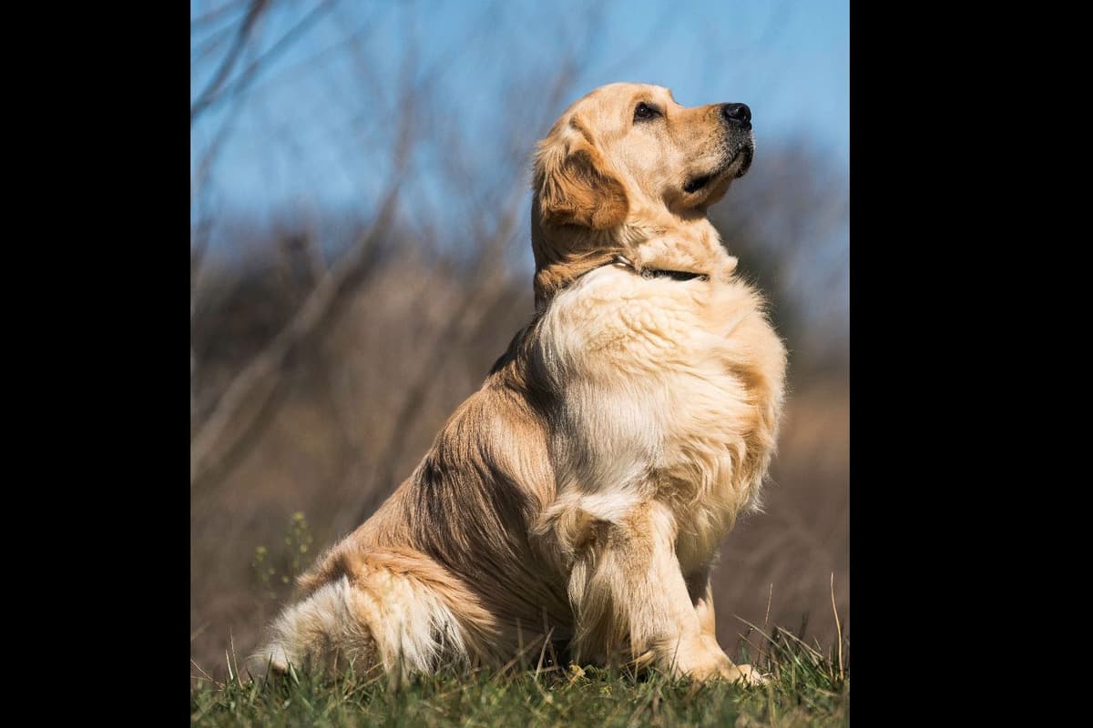 Family Raised Golden Retriever Puppies, OFA/CHIC Health Tested Parents breeder image 24