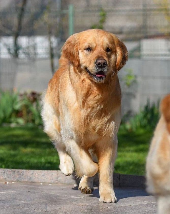 Family Raised Golden Retriever Puppies, OFA/CHIC Health Tested Parents breeder image 14