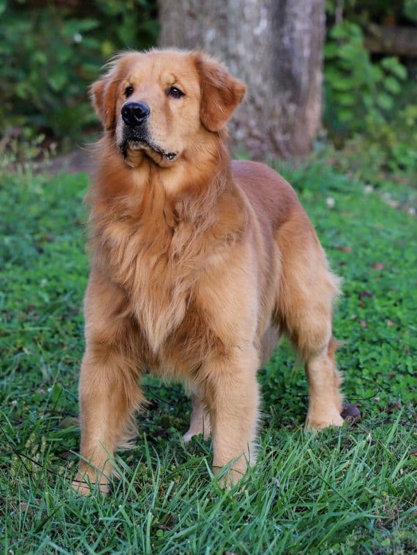 Family Raised Golden Retriever Puppies, OFA/CHIC Health Tested Parents breeder image 13