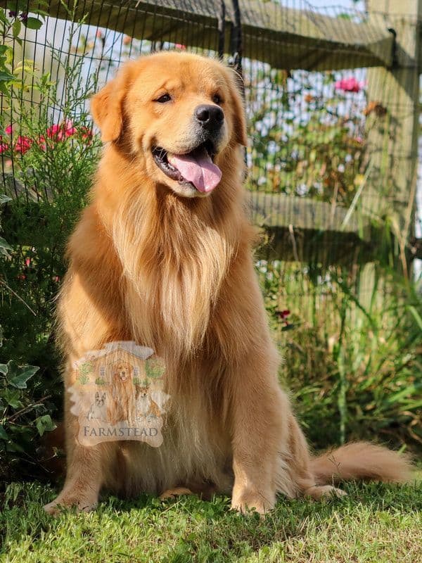 Family Raised Golden Retriever Puppies, OFA/CHIC Health Tested Parents breeder image 5