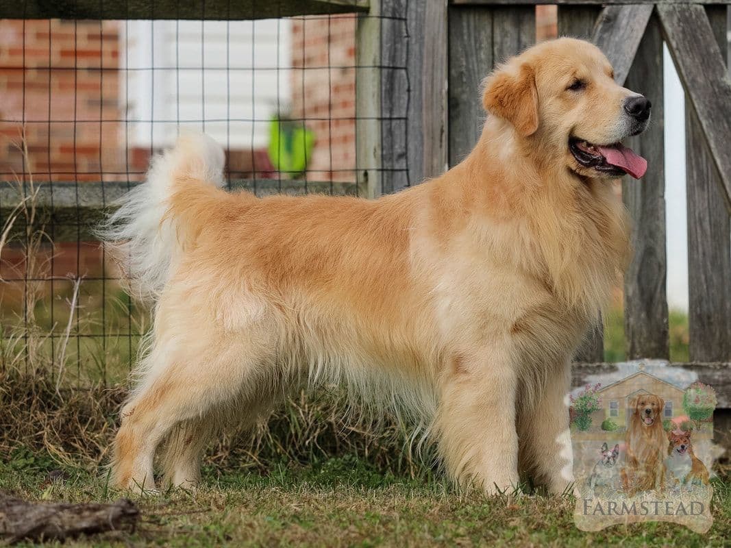 Family Raised Golden Retriever Puppies, OFA/CHIC Health Tested Parents breeder image 3