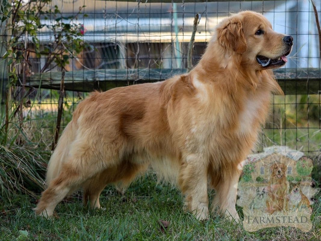 Family Raised Golden Retriever Puppies, OFA/CHIC Health Tested Parents breeder image 8