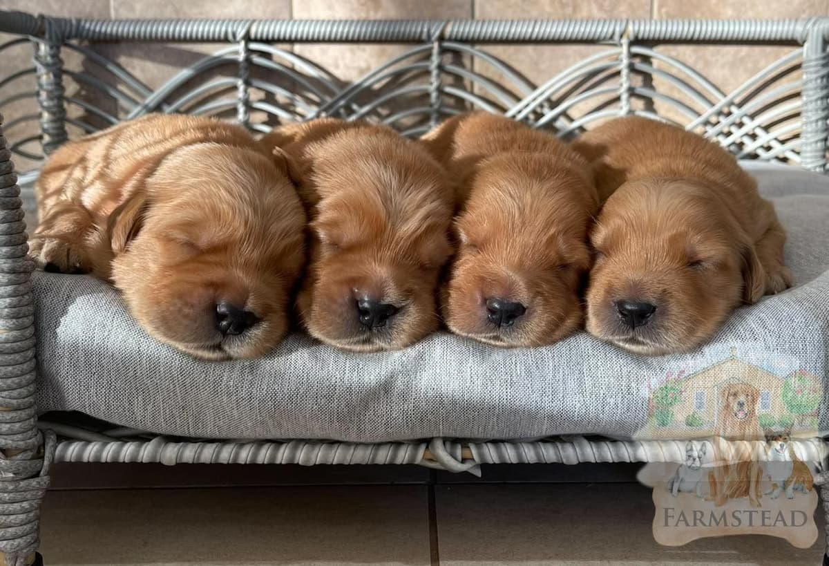 Family Raised Golden Retriever Puppies, OFA/CHIC Health Tested Parents breeder image 1