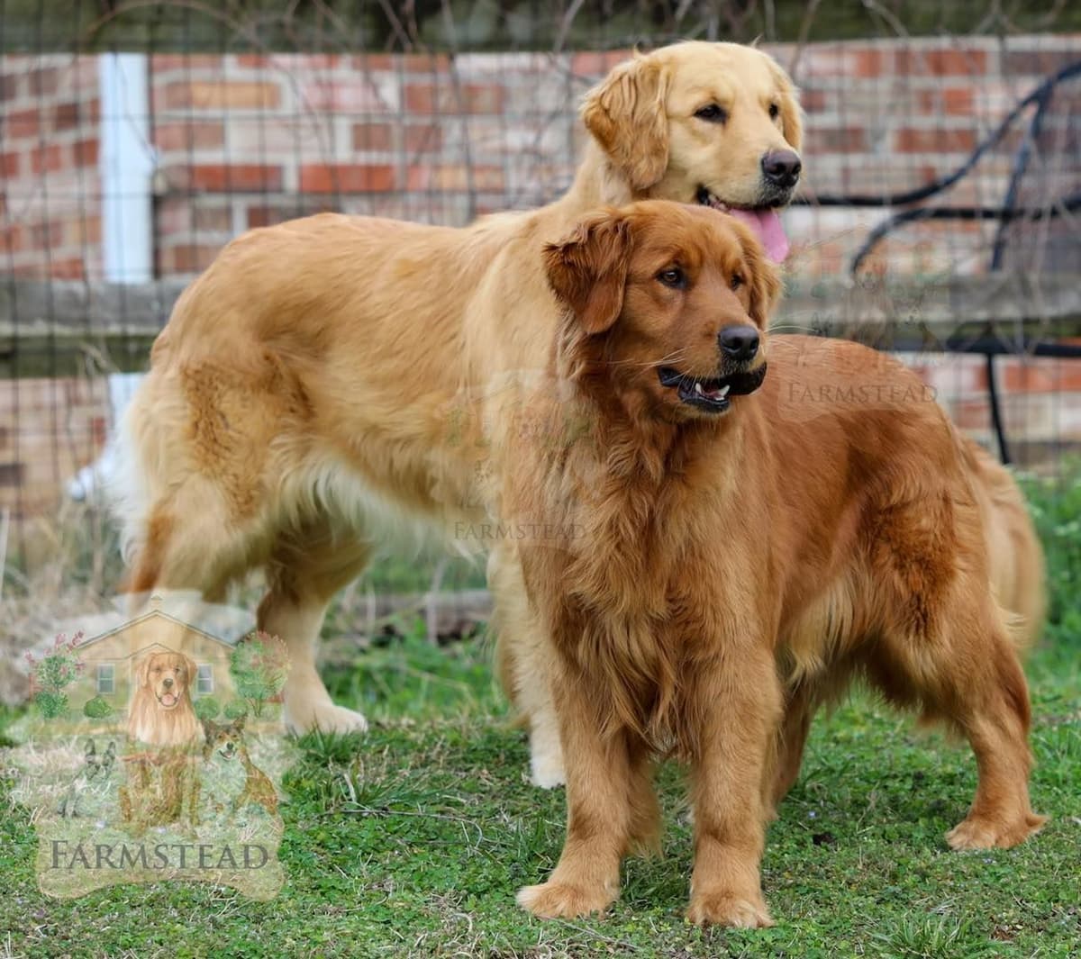 Family Raised Golden Retriever Puppies, OFA/CHIC Health Tested Parents breeder image 7