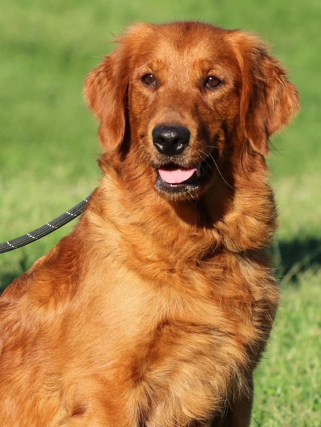 Family Raised Golden Retriever Puppies, OFA/CHIC Health Tested Parents media 4