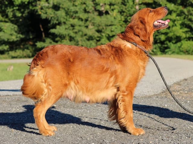 Family Raised Golden Retriever Puppies, OFA/CHIC Health Tested Parents media 5