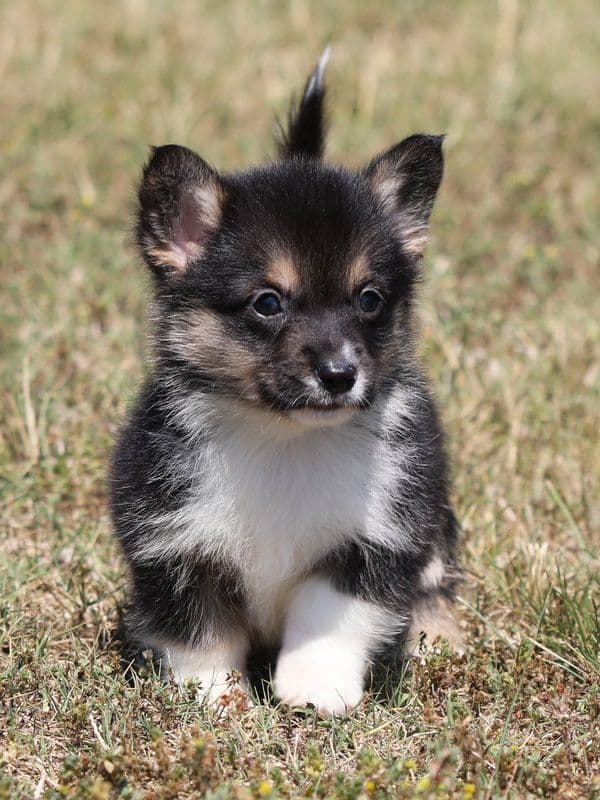 Pembroke Welsh Corgi Puppies, DM, VWD1 AND EIC CLEAR. NATURAL TAILS. media 2