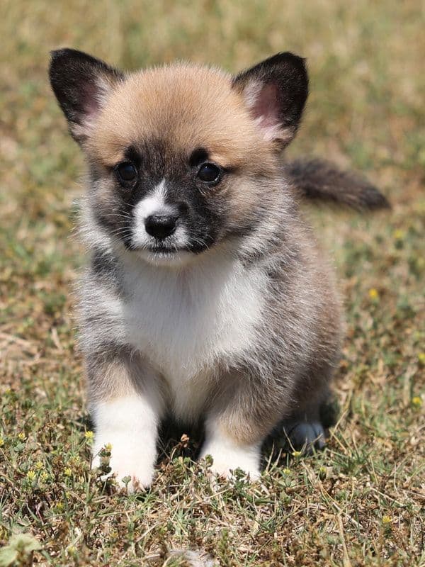 Pembroke Welsh Corgi Puppies, DM, VWD1 AND EIC CLEAR. NATURAL TAILS. media 4